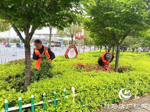 绿意盎然，扮靓城市窗口——驻马店高铁西站广场事务中心扎实开展春季绿化养护工作